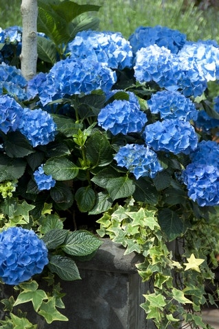 Blaue Hortensien Blaue Hortensien