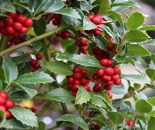 Winterblüher