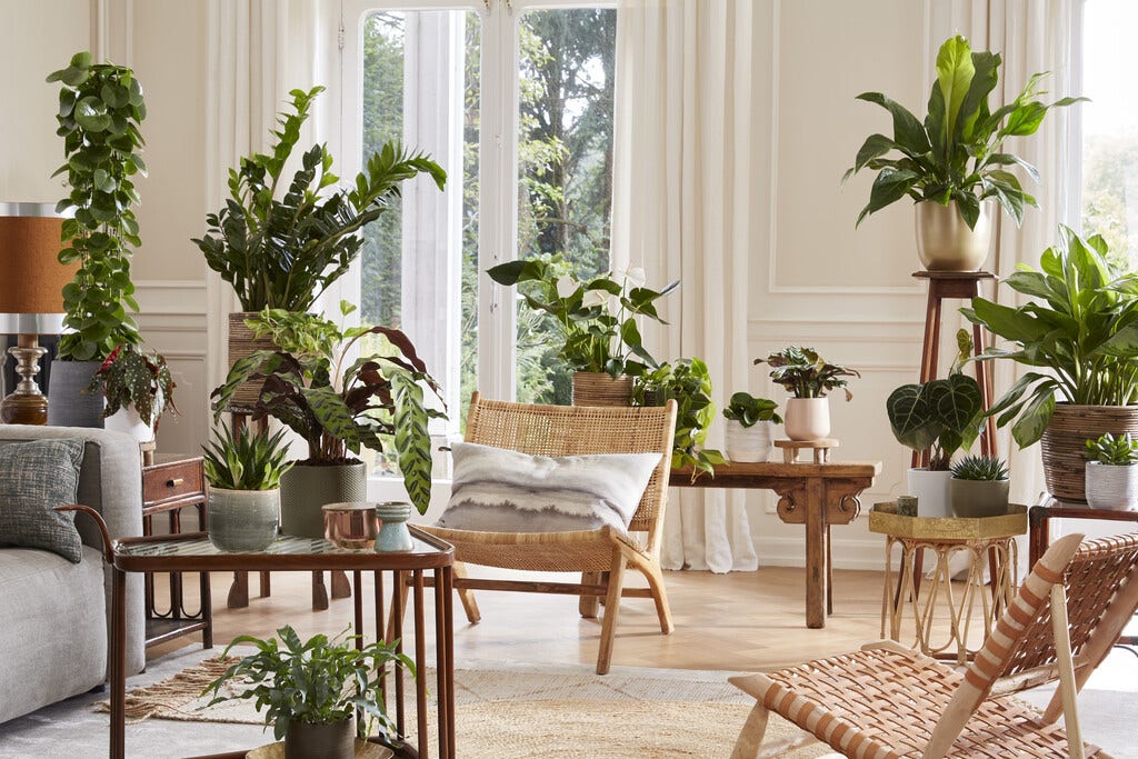 Zimmerpflanzen für das Wohnzimmer Zimmerpflanzen für das Wohnzimmer