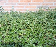 Ligusterhecke