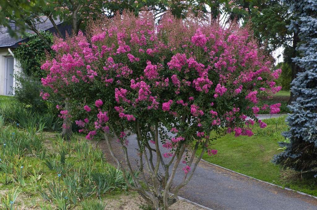 Lagerstroemia