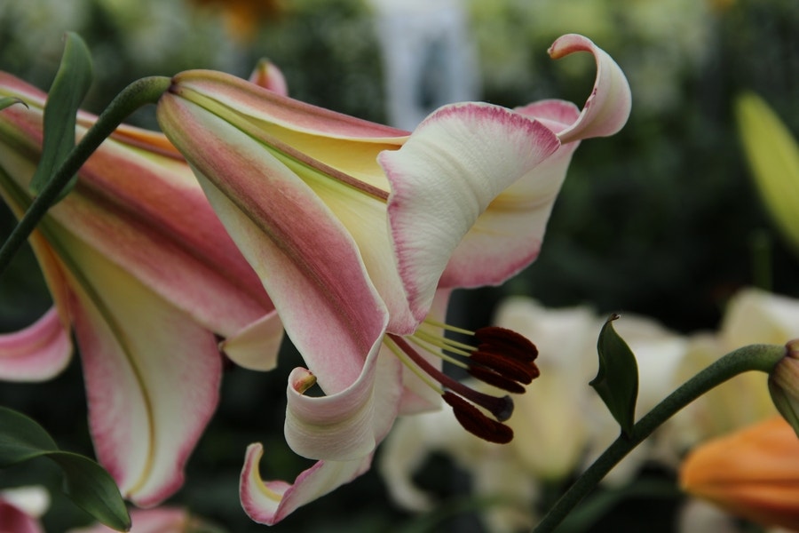 Lilien