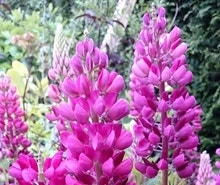 Lupine