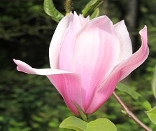 Magnolia
