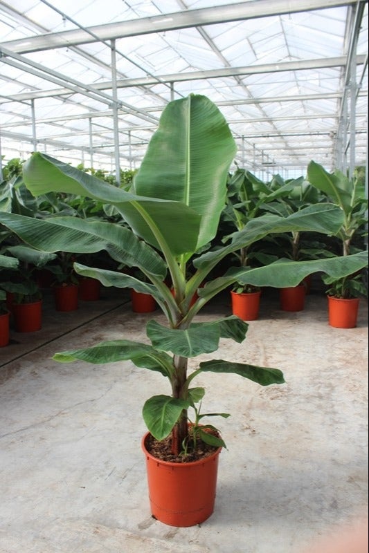 Musa Musa