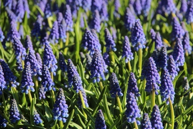 Blaue Trauben