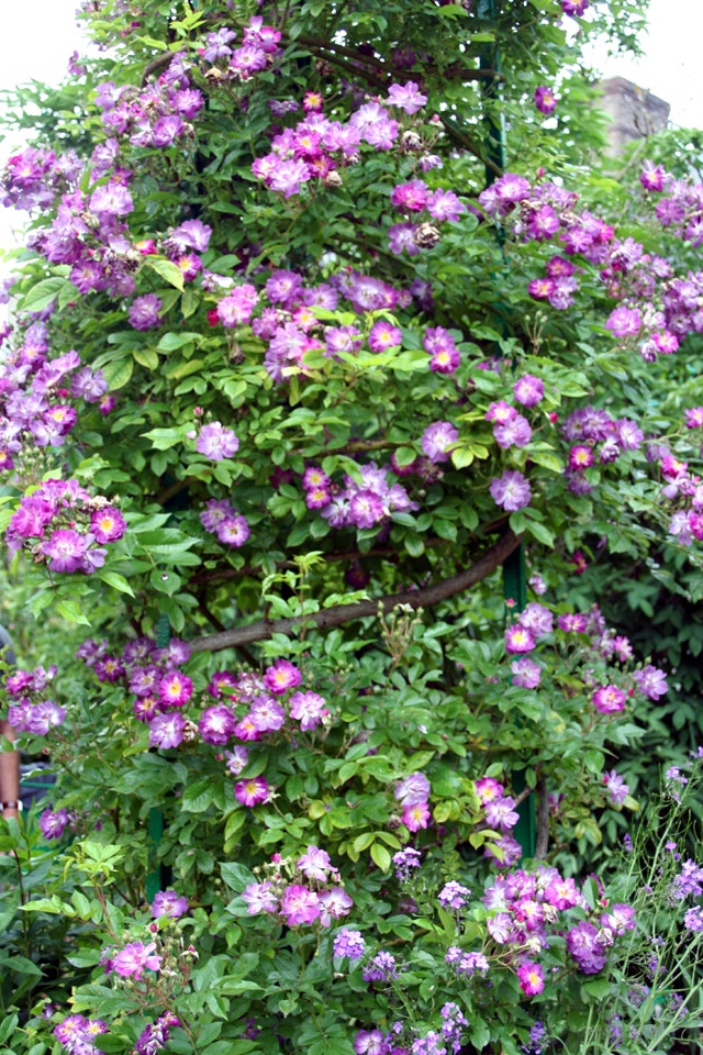 Violette Rosen Violette Rosen