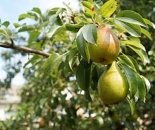 Birnbäume Birnbäume
