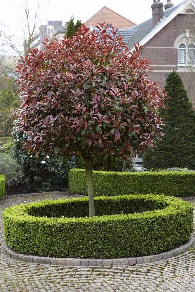 Photinia