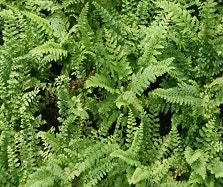 Schattenpflanzen Schattenpflanzen