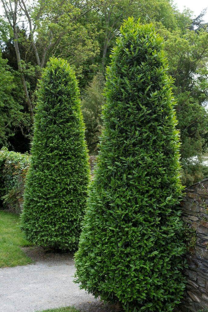 Heckenpflanzen, immergrün Heckenpflanzen, immergrün