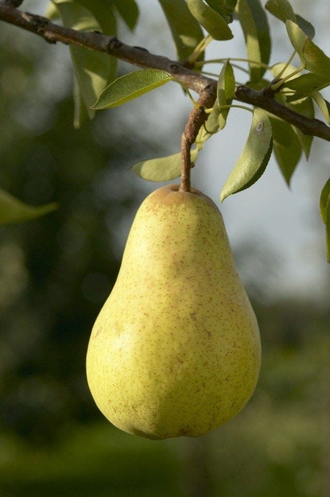 Selbstbestäubende Birnbäume Selbstbestäubende Birnbäume