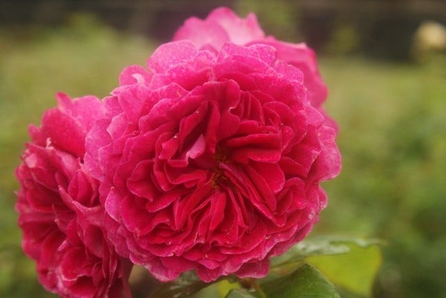 Duftende Rosen Duftende Rosen