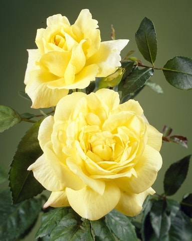 Gelbe Rosen Gelbe Rosen