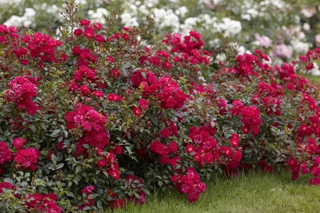 Rote Rosen Rote Rosen
