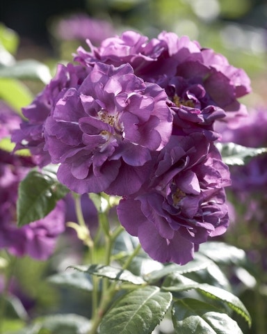 Blaue Rosen