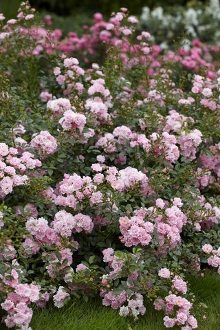 Rosafarbene Rosen Rosafarbene Rosen