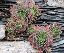 Sedum