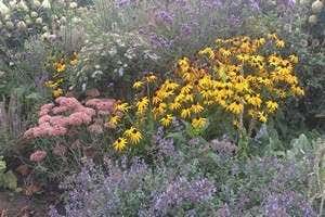 Gartenpflanzen