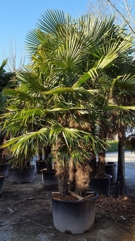 Yucca und Palmen