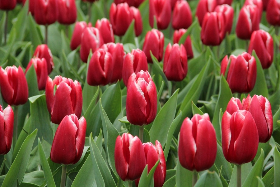Tulpen