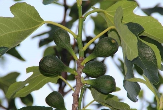 Feigenbaum