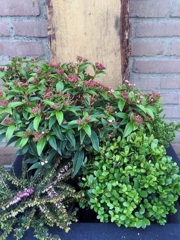 Saisonpaket Saisonpaket