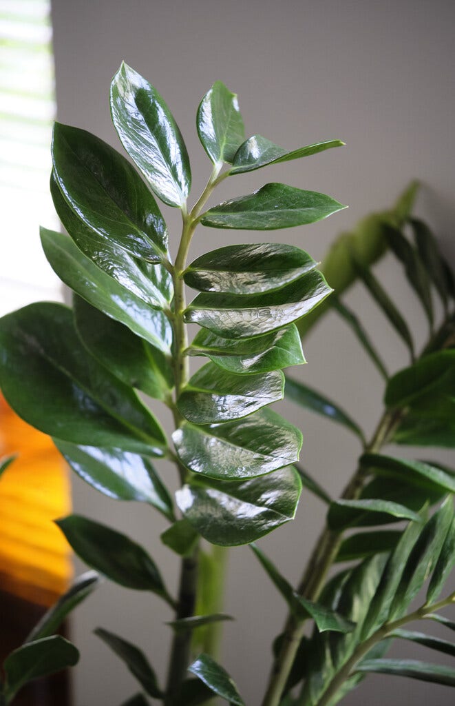Zamioculcas Zamioculcas
