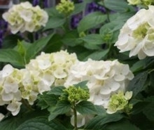 Kugelhoertensie Kugelhoertensie