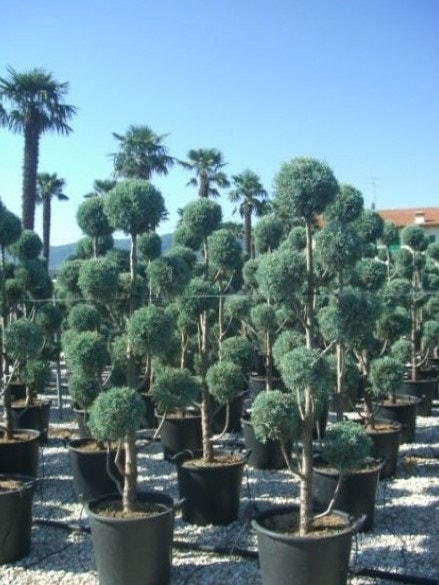 Bonsai