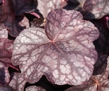 Heuchera Heuchera
