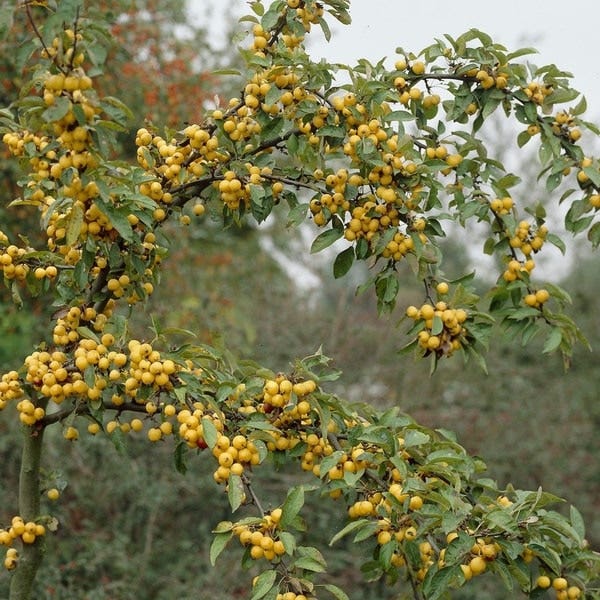 Zierapfel