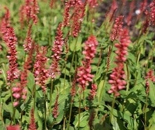 Knotenblume