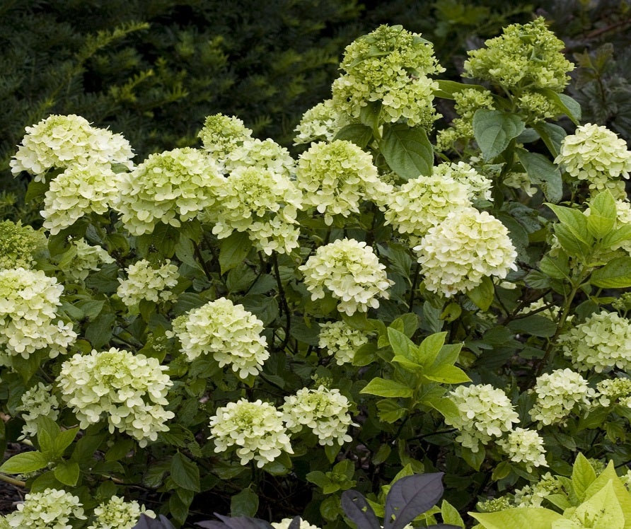 Federhortensie