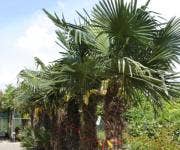 Exotische Pflanzen