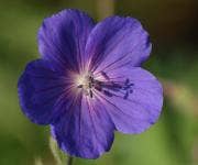 Geranium