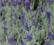 Lavendel