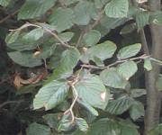 Buchenhecke