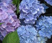 Hortensie