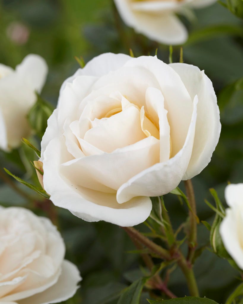 Weiße Rosen Weiße Rosen