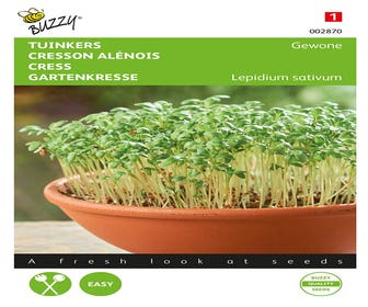 Gartenkresse Gewöhnliche
