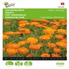 Ringelblume (Calendula 'Ball’s Orange')