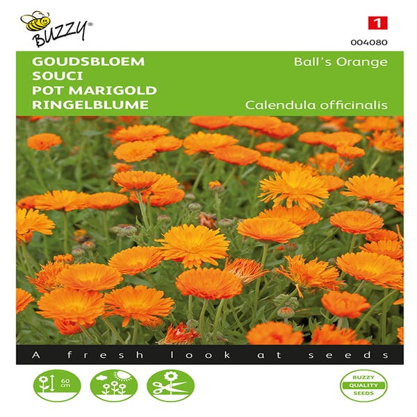 Ringelblume (Calendula 'Ball’s Orange')