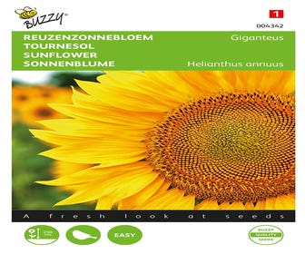 Riesen-Sonnenblume ( Helianthus annuus 'Giganteus')