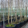 Mehrstämmige Birke (Betula pendula)