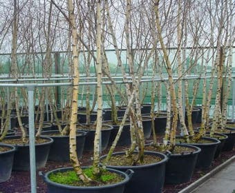 Mehrstämmige Birke (Betula pendula)