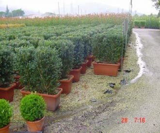 Buxus-Mitnahmehecke (Buxus microphylla 'Faulkner')