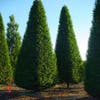 Hainbuche als Pyramide (Carpinus betulus 'Fastigiata')