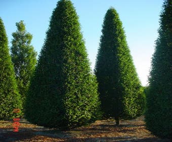 Hainbuche als Pyramide (Carpinus betulus 'Fastigiata')