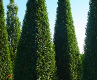 Hainbuche als Pyramide (Carpinus betulus 'Fastigiata')